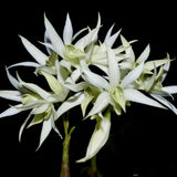Dendrobium cuspidatum