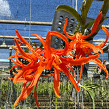 Dendrobium lamyaiae