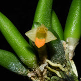 Dendrobium lichenastrum