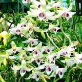 Dendrobium parishii 'semi khun visoot' (XL Plants)