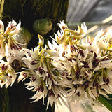 Dendrobium peguanum