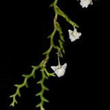 Dendrobium uncatum
