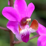 Phalaenopsis pulcherrima var marmorata (F2)