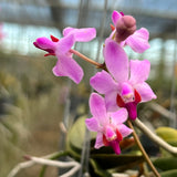 Phalaenopsis pulcherrima 'Dwarf from Laos' - MATURE plants!