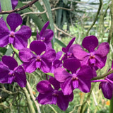 Vanda Motes Blue Yonder (V. Violeta x V. curvifolia)