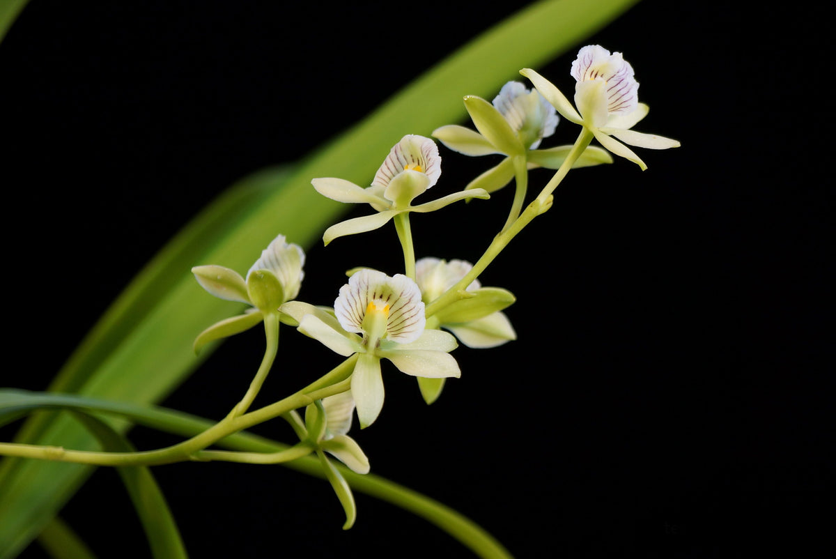 Encyclia radiata Orchid - Encyclia | Manu's Orchids