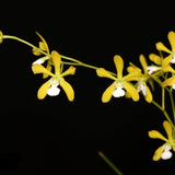 Encyclia tampensis f. alba