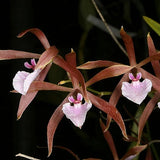 Encyclia bractescens