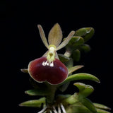 Epidendrum porpax