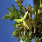 Epidendrum nanum