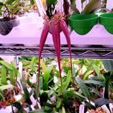 Bulbophyllum Elizabeth Ann (Bulb. rothschildianum x Bulb. longissimum)