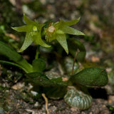 Conchidium pusillum