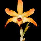 Dendrobium fanjingshanense