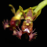 Phalaenopsis difformis