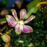 Phalaenopsis finleyi