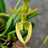 Bulbophyllum lasiochilum f. flava