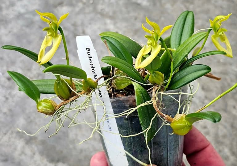 Bulbophyllum lasiochilum f. flava