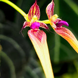 Bulbophyllum fascinator