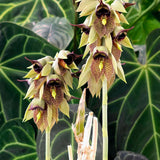 Catasetum sanguineum 'MOC1'