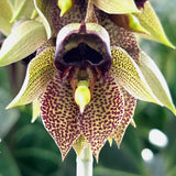 Catasetum sanguineum 'MOC1'