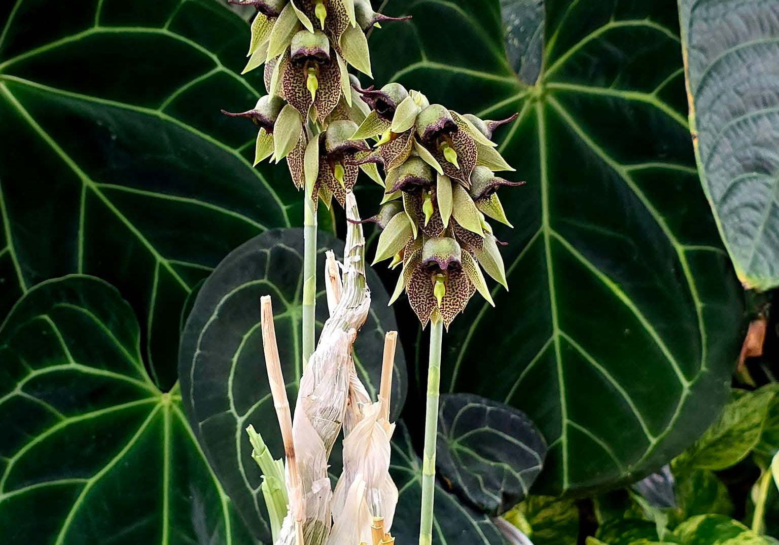 Catasetum sanguineum 'MOC1'