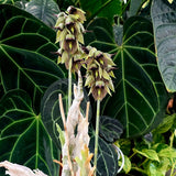 Catasetum sanguineum 'MOC1'