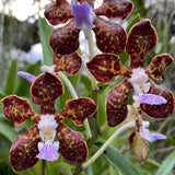 Papilionanda Motes Rajah Varuna