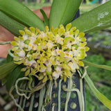 Gastrochilus obliquus