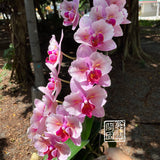 Phal. Princess Sakura 'Splendid'