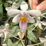 Phalaenopsis celebensis x lindenii