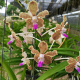 Vanda lamellata x tessellata 'alba'