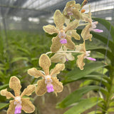 Vanda lamellata x tessellata 'alba'