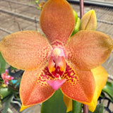 Phal. Zheng Min Anaconda x Phal. Charming Little Gold