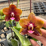 Phal. Zheng Min Anaconda x Phal. Charming Little Gold