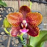 Phal. Zheng Min Anaconda x Phal. Charming Little Gold