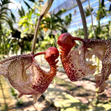 Coryanthes Mamadon