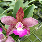 Cattleya walkeriana x Thospol Spot