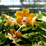 Vanda denisoniana x bensonii