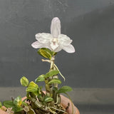 Dendrobium moniliforme Yuuten 幽天 (dwarf variegated)