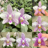 Phal. philippinensis x Jennifer Palermo