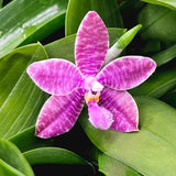 Phal. Telu