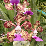 Vanda Joan Warne x V. Ambrosian Discovery