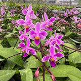 Phal equestris ('B100' x self)