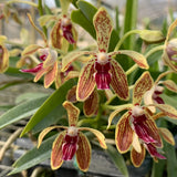 Vanda Ho-Kin Ng