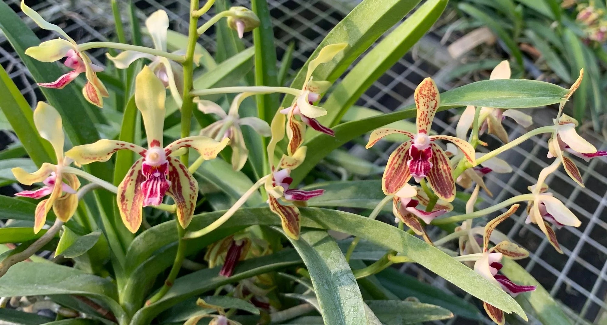 Vanda Ho-Kin Ng