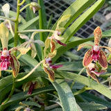 Vanda Ho-Kin Ng