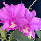 Cattleya nobilior