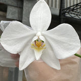 Phalaenopsis amabilis ( Irian Jaya ) Clone