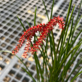 Dendrochilum wenzelii, red form