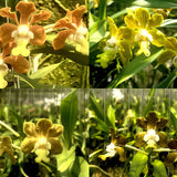 Vanda hebraica x Jairak Thai Green